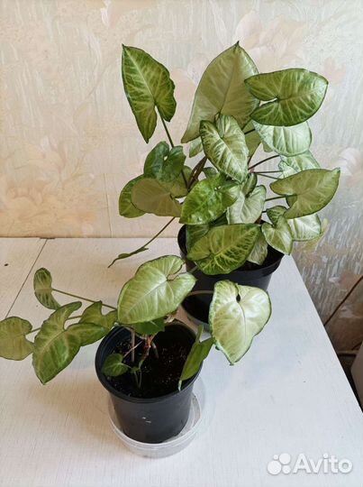 Золотой ус и сингониум батерфляй