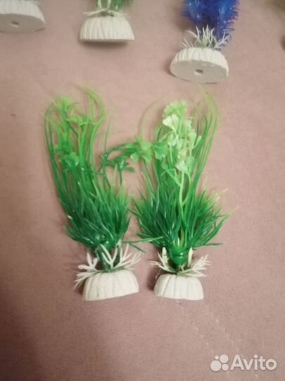 Растения для аквариума