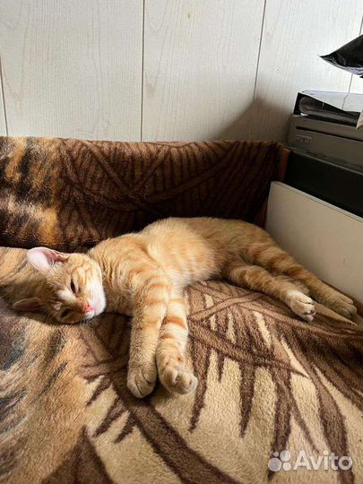 Кошечка в дар