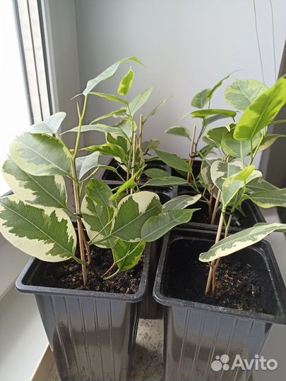 Фикус бенджамина