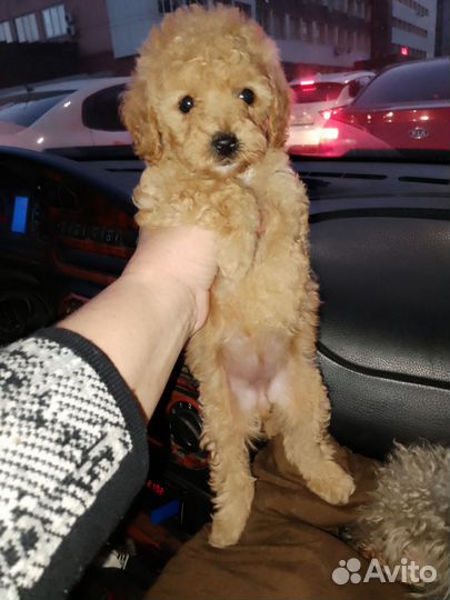 Той-пудель девочка