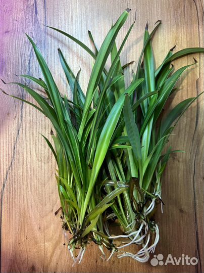 Хлорофитум. Сциндапсус эпипремнум