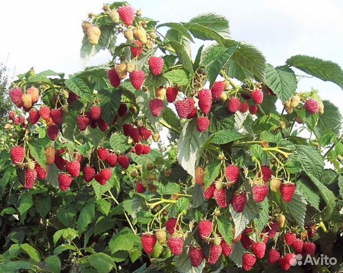 Саженцы малины лучших российских сортов с зкс