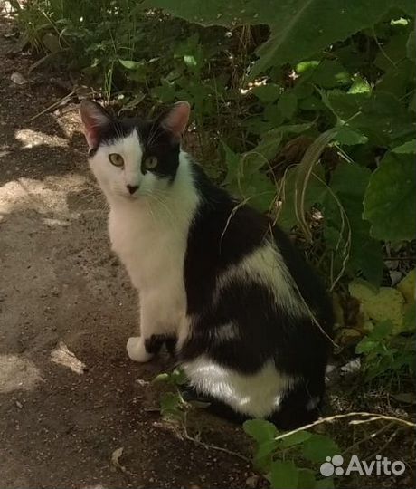 Спасти котика с улицы