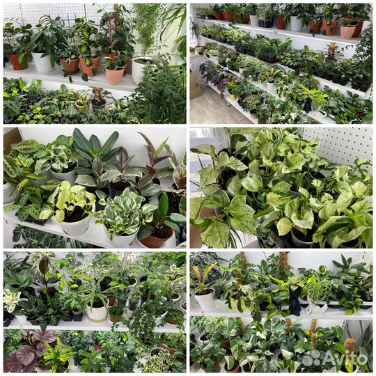 Комнатные цветы растения с доставкой