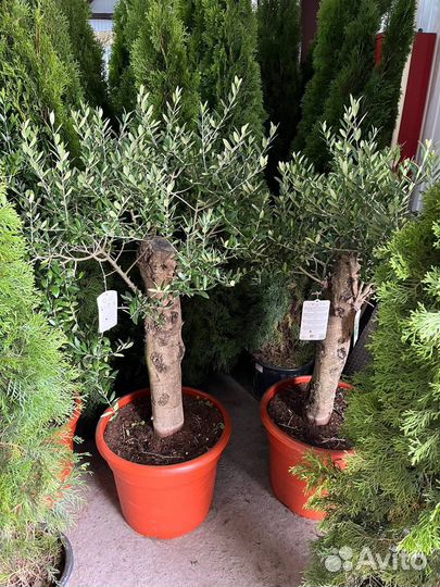 Олива, дерево, в наличии