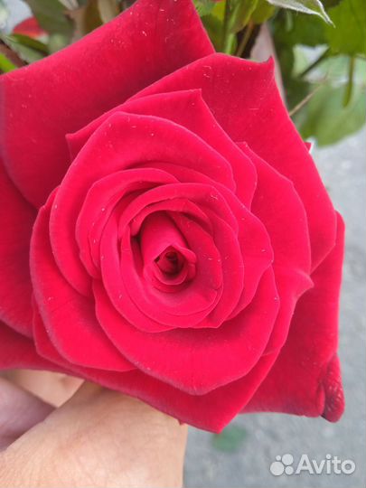 21 красная роза