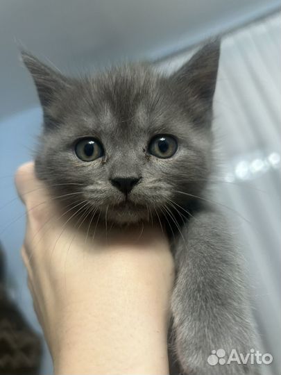 Продам кошечек британок