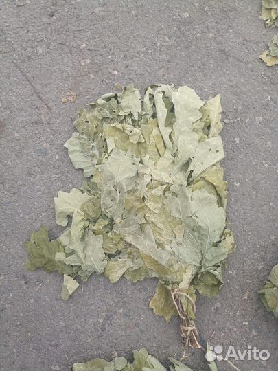 Веник для бани дубовый оптом