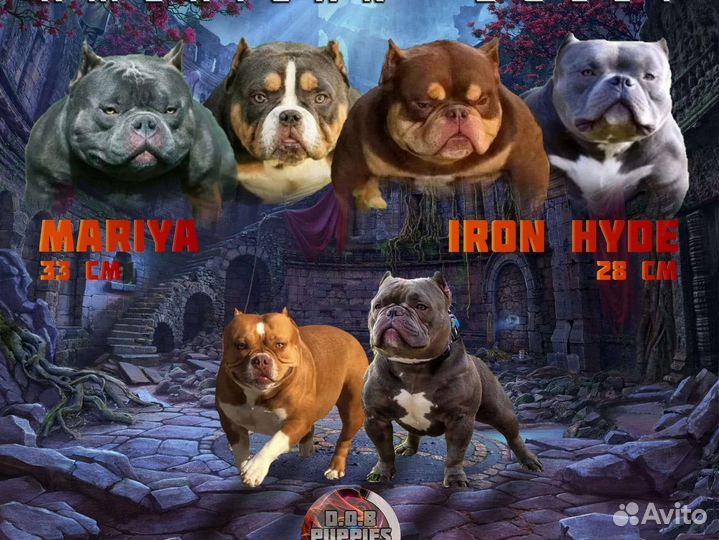 Американский булли