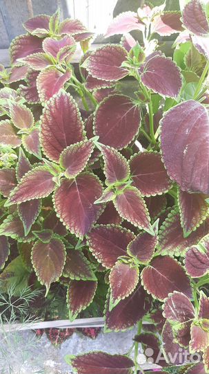 Колеусы вегетативные