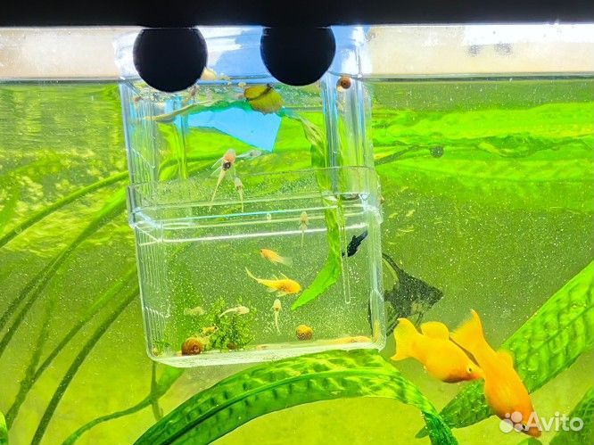 Сомики анциструсы альбиносы и тёмно-серые