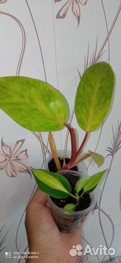 Филодендроны разные