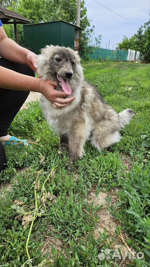 Молодая девочка в добрые руки