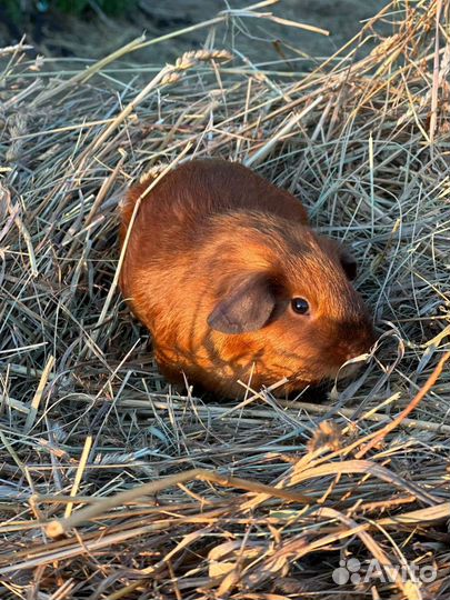 Морские свинки
