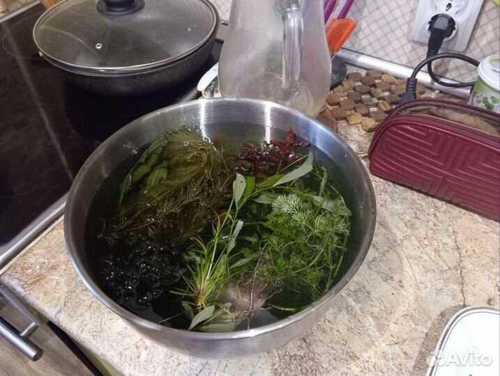 Водные растения для аквариума