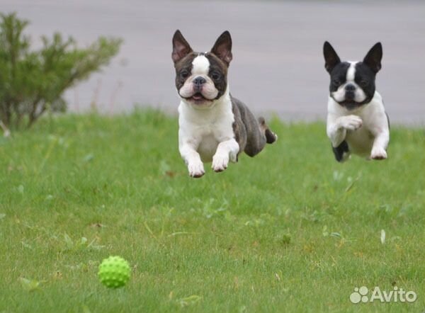 Щенки бостон терьер