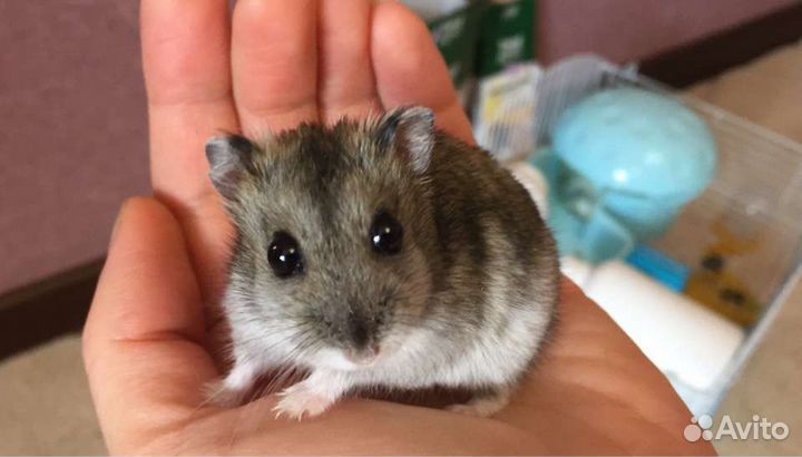 Хомячки Джунгарики