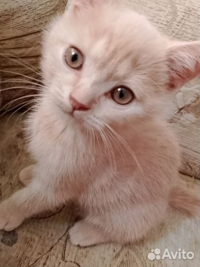 Кремовый котенок