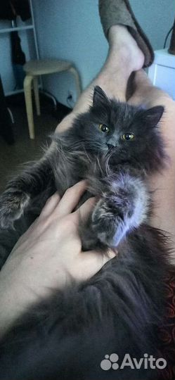 Британская длинношерстная кошка