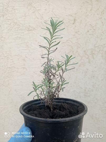 Лаванда саженцы