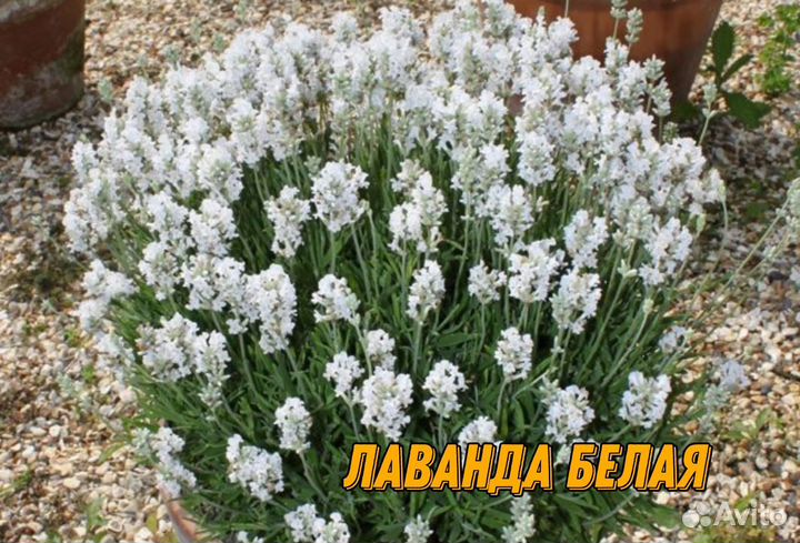 Кустарники яснотковые