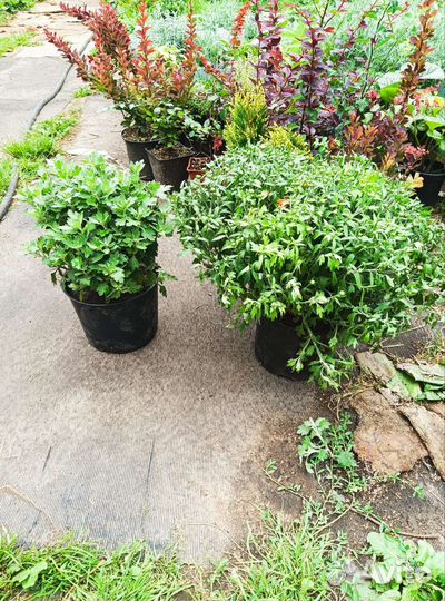 Лаванда, Хризантема мультифлора