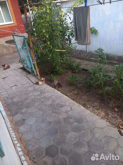 Отдам в добрые руки чудесного котика