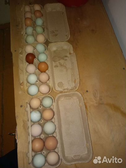 Инкубационное яйцо