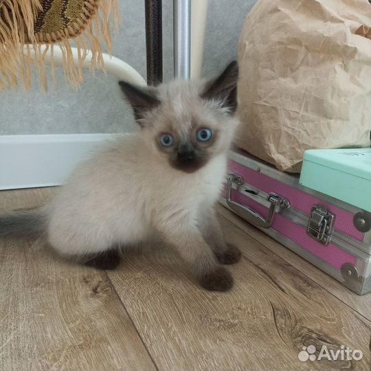 Отдаём котёнка в добрые руки