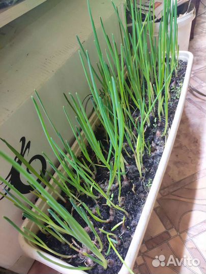 Шагающий лук