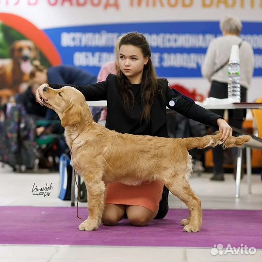 Хендлер, грумер, кинолог