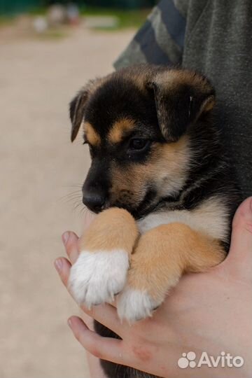 Щенок девочка в добрые руки