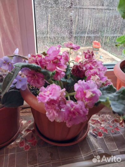 Фиалка укорененные листики