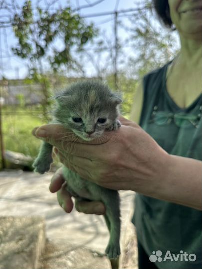 Вислоухие котята
