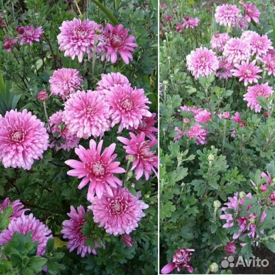 Разные многолетние растения