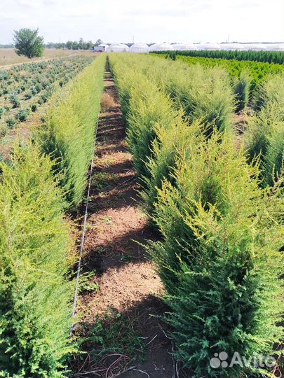 Можжевельник