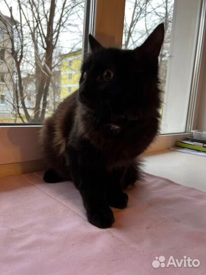 Котик подросток