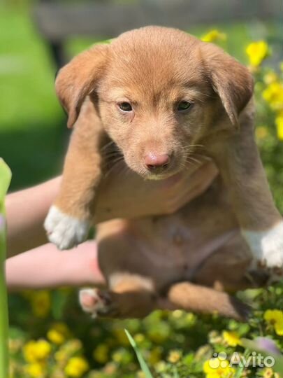 Щенки в добрые руки