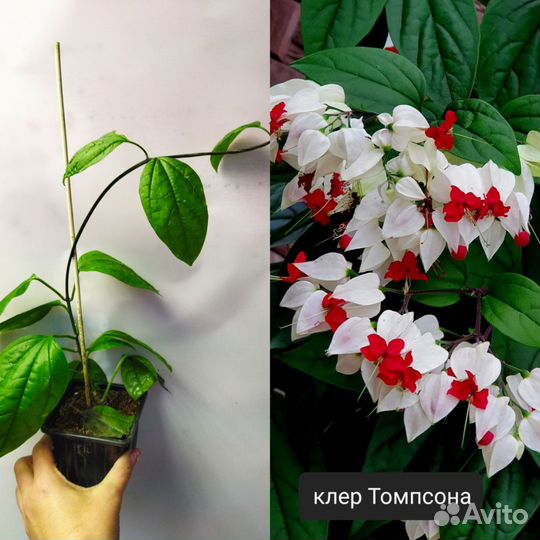 Комнатные растения