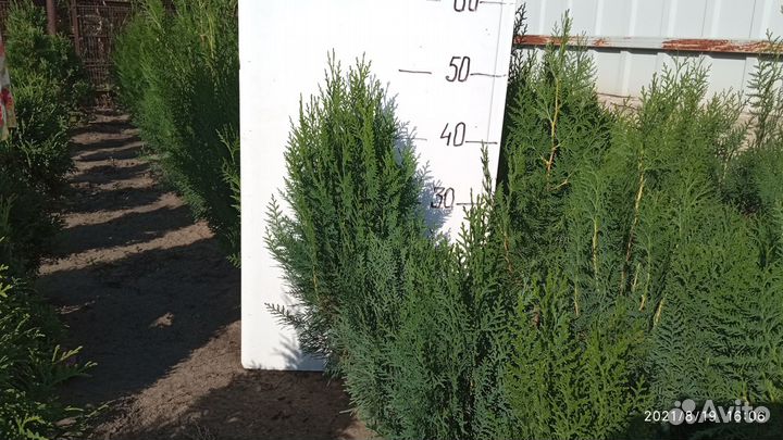 Туя восточная