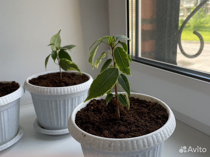 Фикус Бенджамина пестролистный