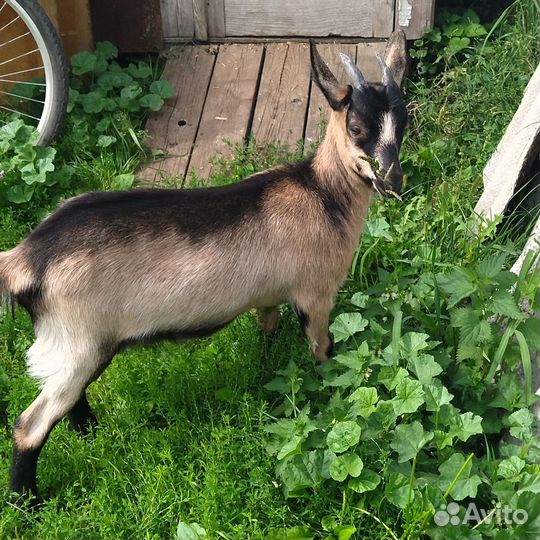 Козочка на племя