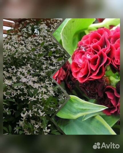 Многолетники для сада