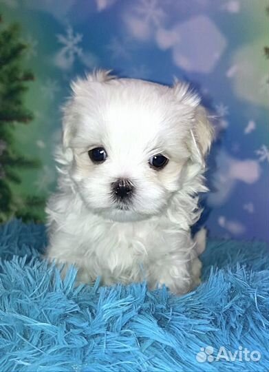 Кукольные мальчики