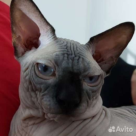 Канадский сфинкс эльф вязка