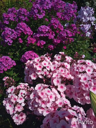 Флоксы метельчатые