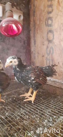 Инкубационное яйцо