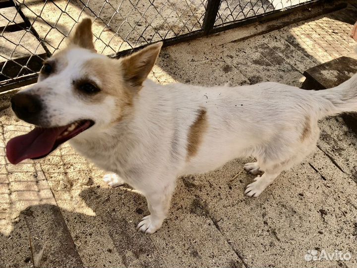 Некрупная ласковая собачка