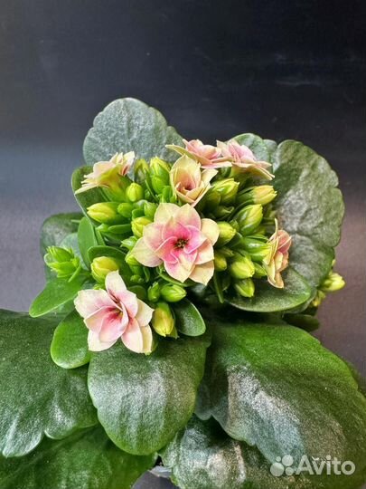 Каланхоэ каландива